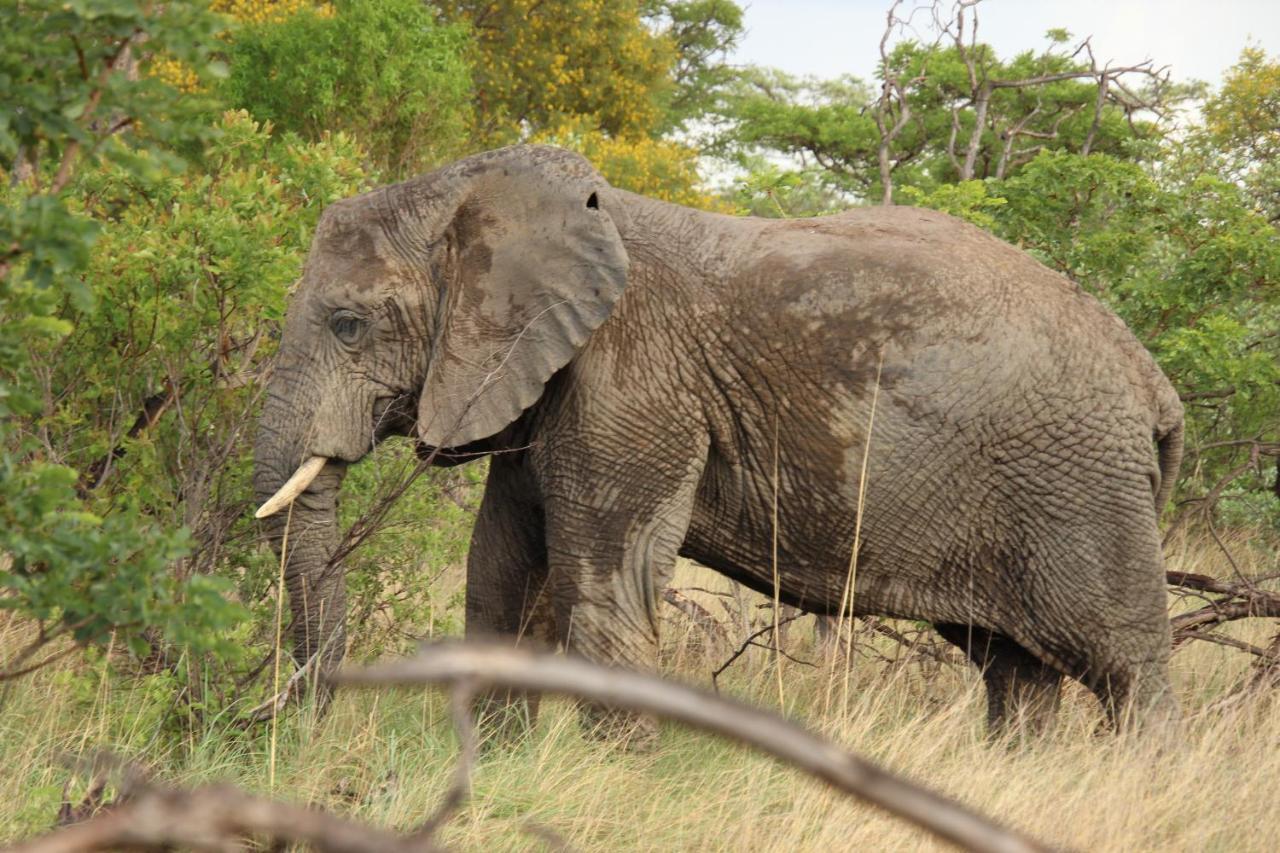 Sofala Lodge موكوبانى المظهر الخارجي الصورة