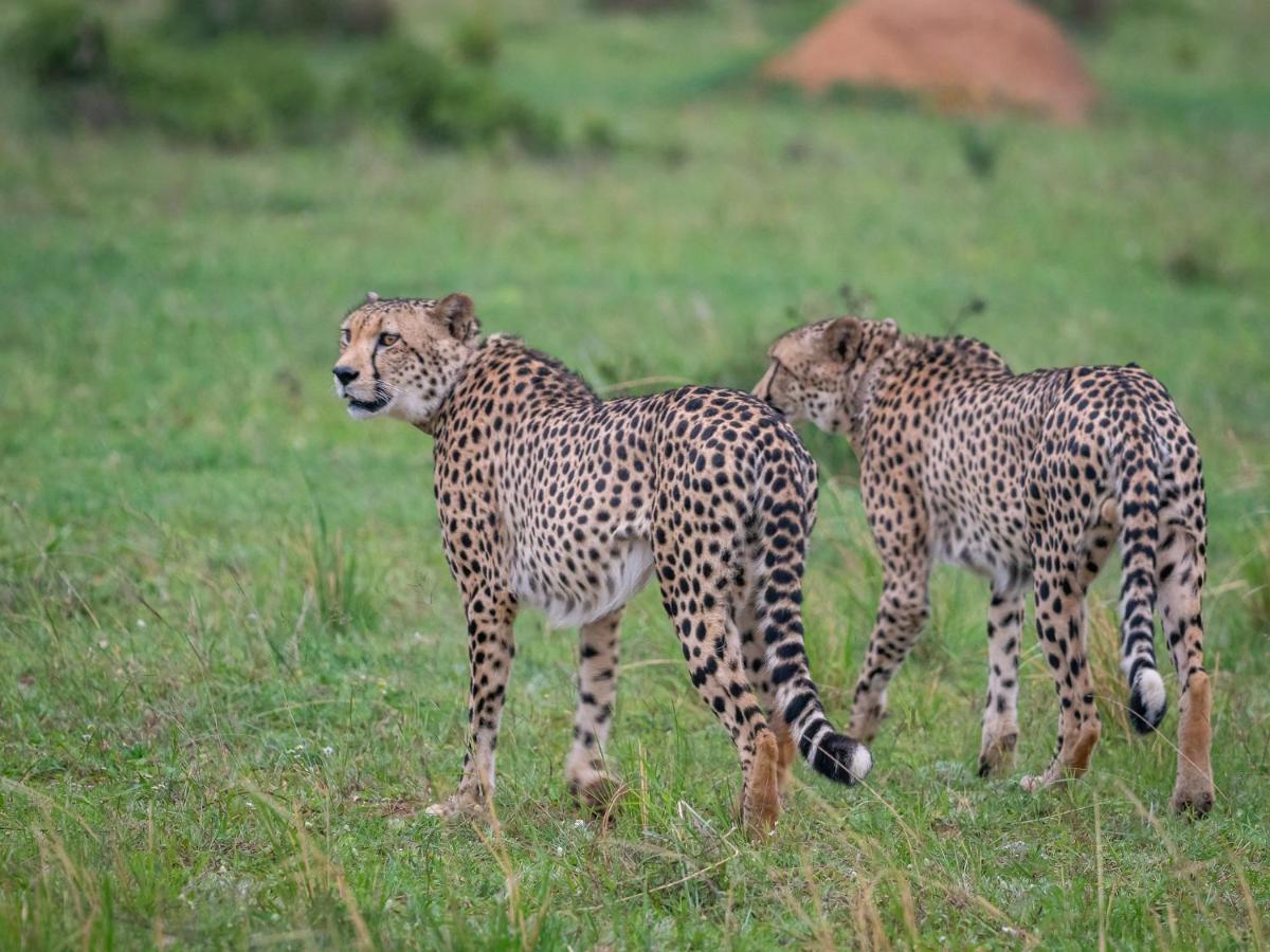 Sofala Lodge موكوبانى المظهر الخارجي الصورة